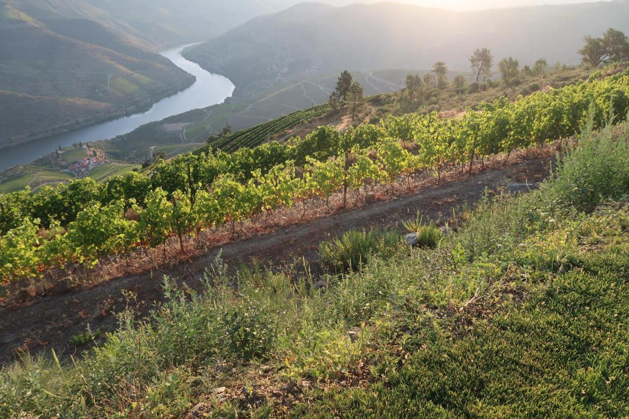 Stay At The Winemaker Ervedosa do Douro Екстер'єр фото