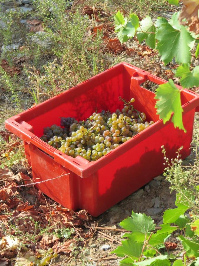 Stay At The Winemaker Ervedosa do Douro Екстер'єр фото