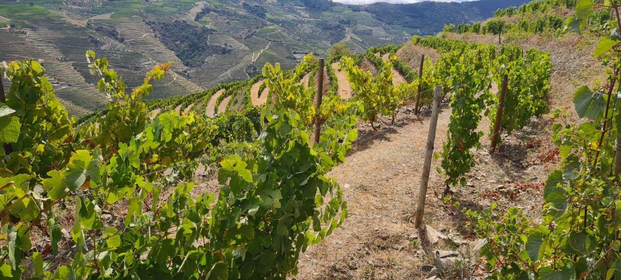 Stay At The Winemaker Ervedosa do Douro Екстер'єр фото